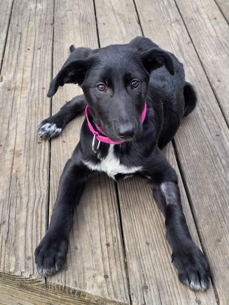 Riza, adopted, Puppy Female Shepherd.
