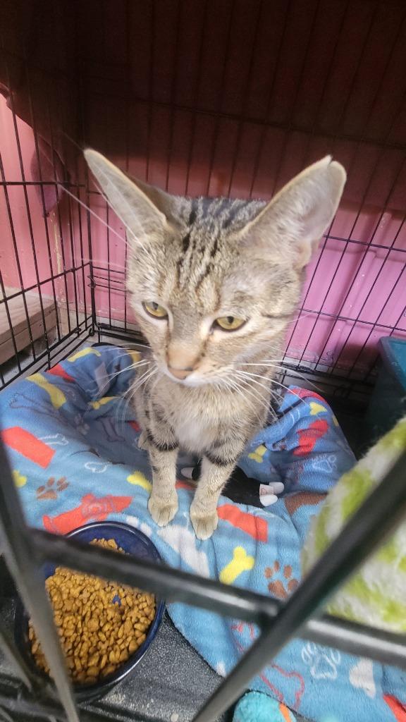 Adora, Adoptable, Adult Female Domestic Short Hair.