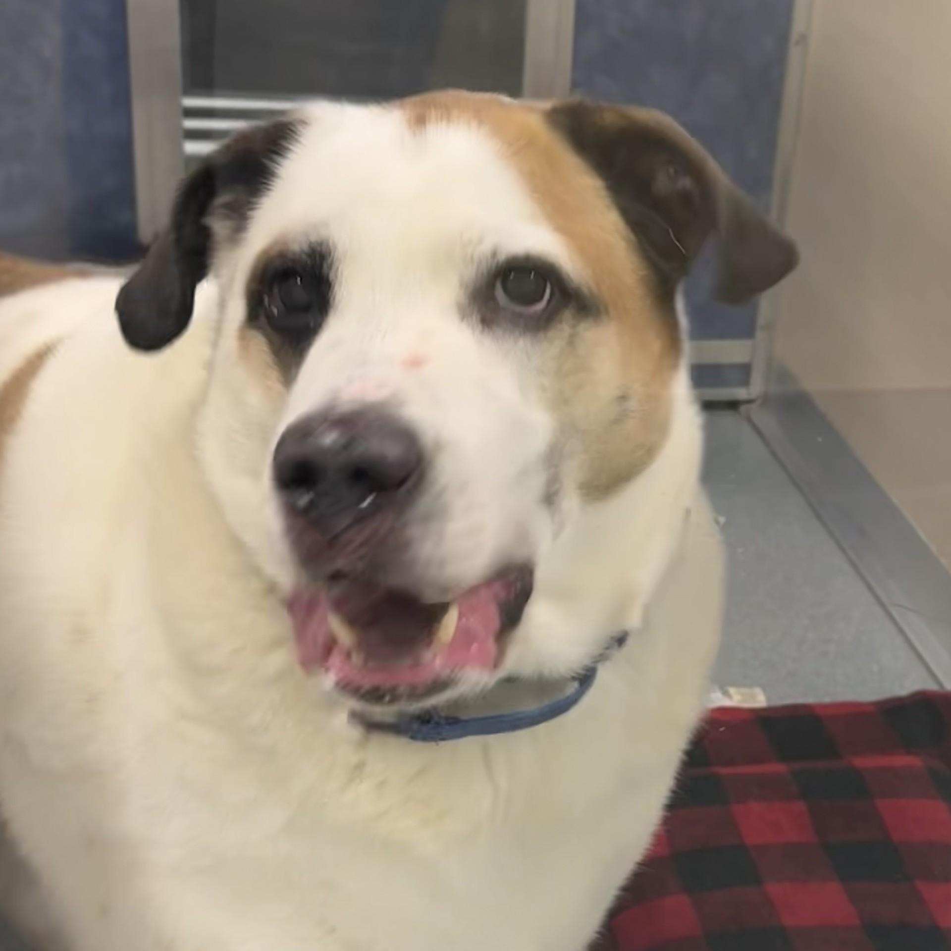Chunk - My fee has been sponsored!