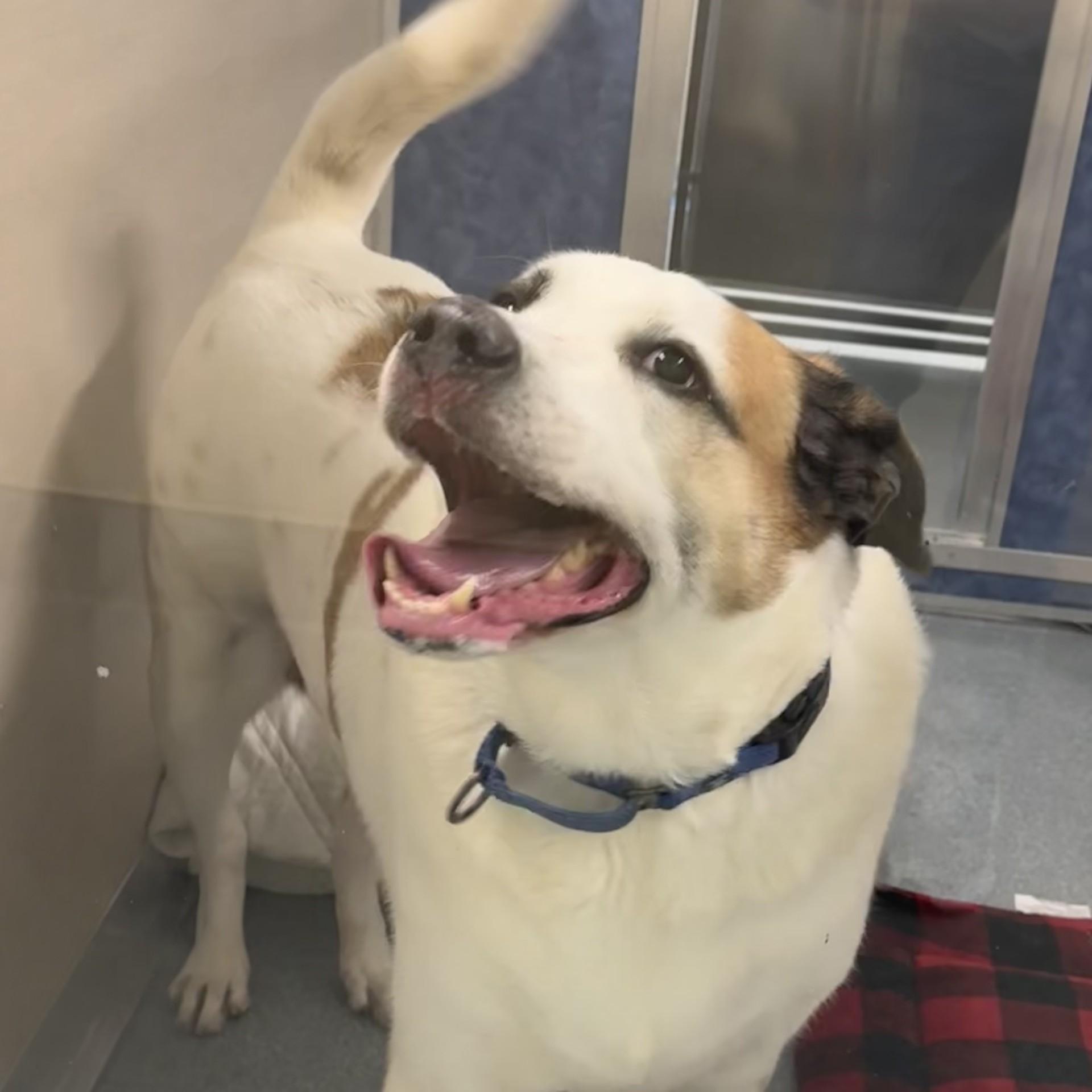 Chunk - My fee has been sponsored!