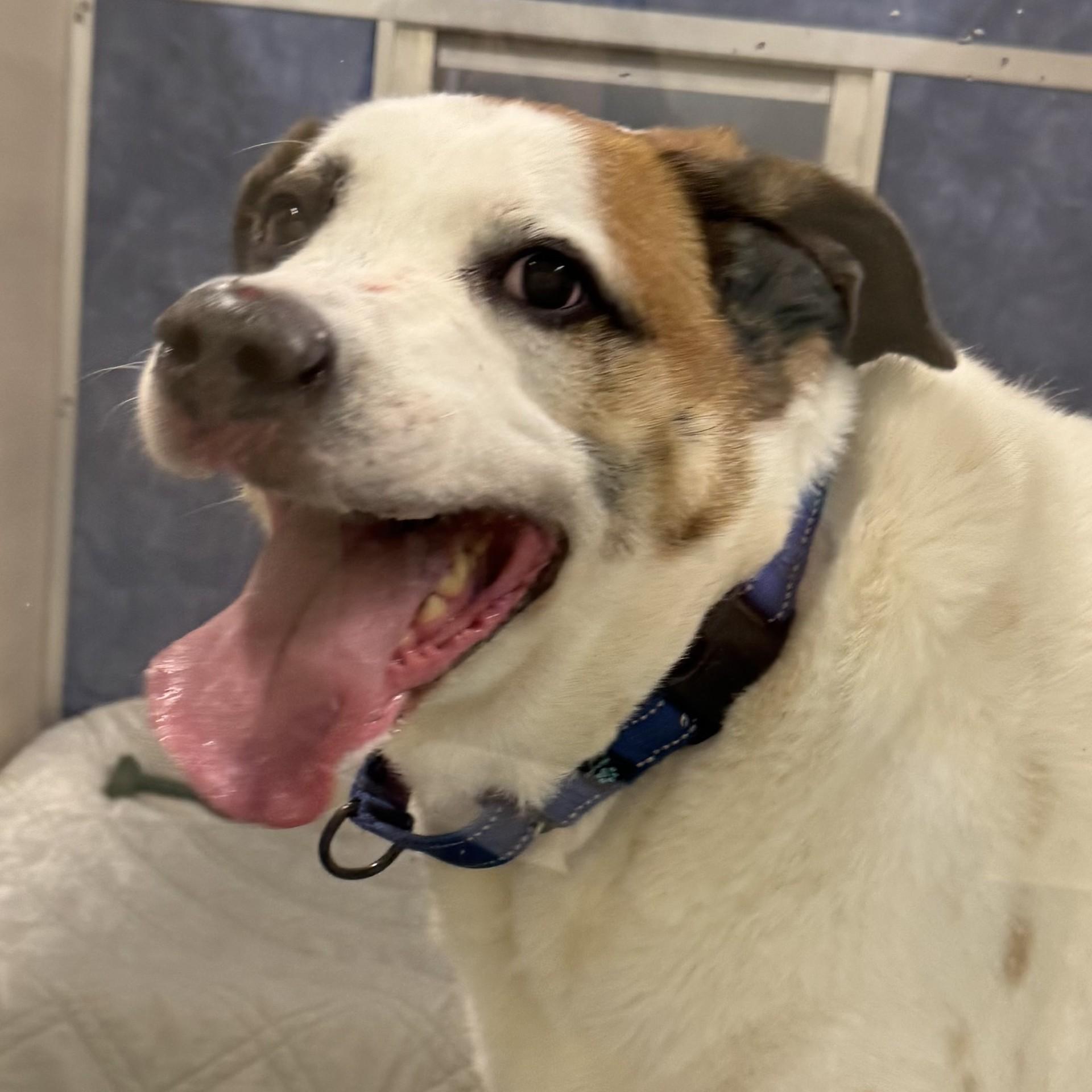 Chunk - My fee has been sponsored!