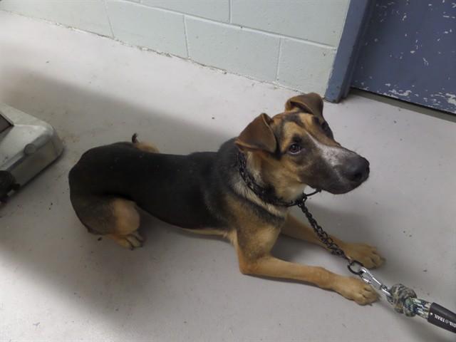 STIX, Adoptable, Young Male German Shepherd Dog & Mixed Breed.