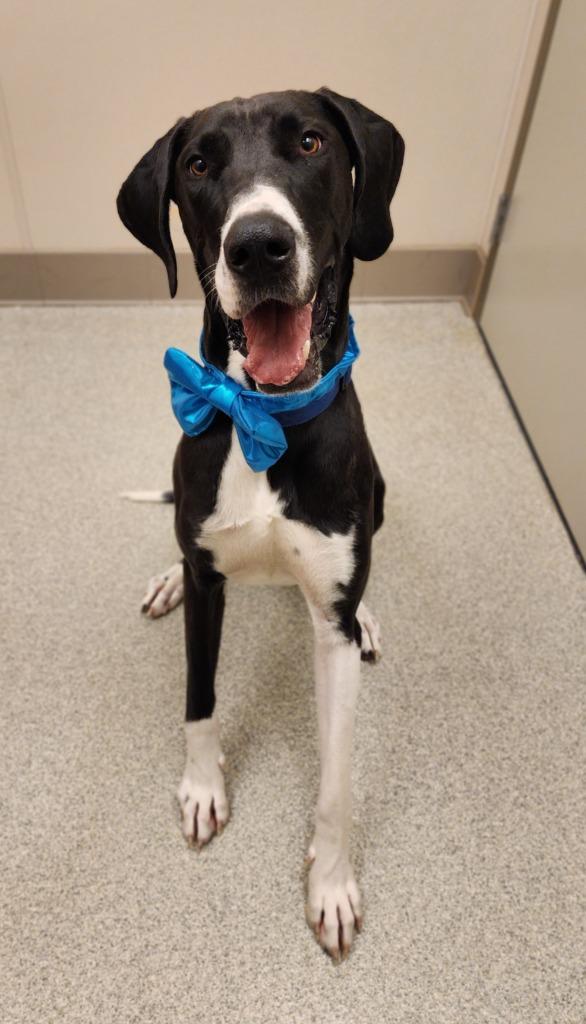 Champ, Adoptable, Young Male Great Dane.