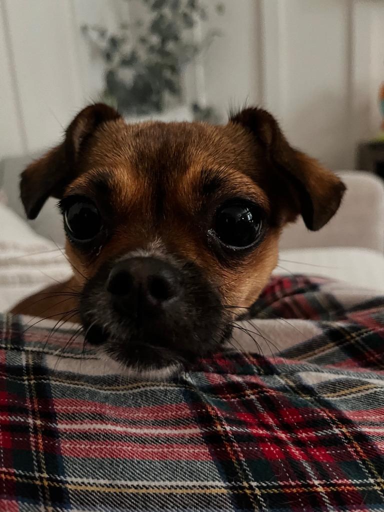 Enlarge Cha Cha, a Adopted mixed breed in Bristol, WI image 1/1