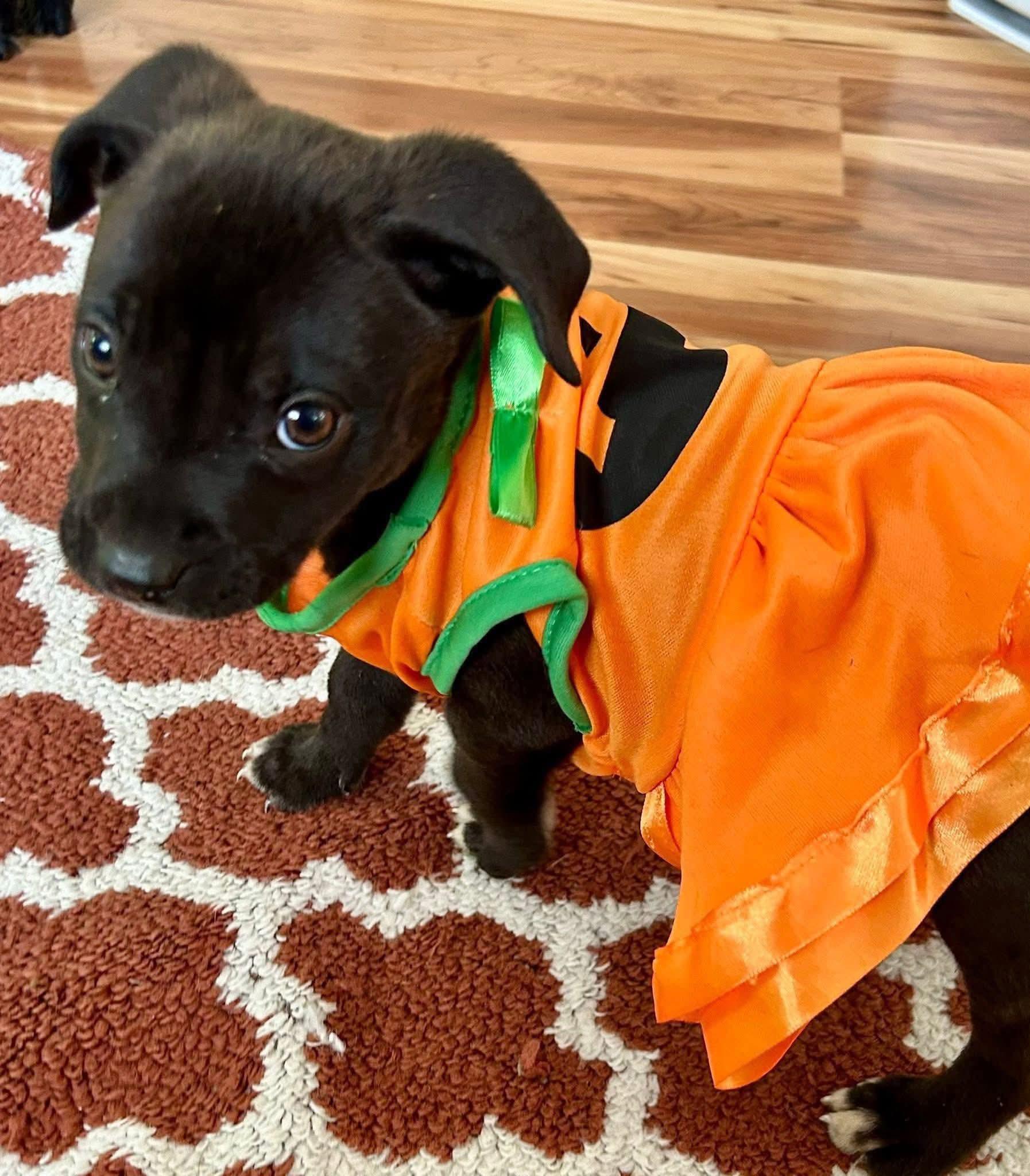 Sweet Pea, Adopted, Puppy Female Pit Bull Terrier.