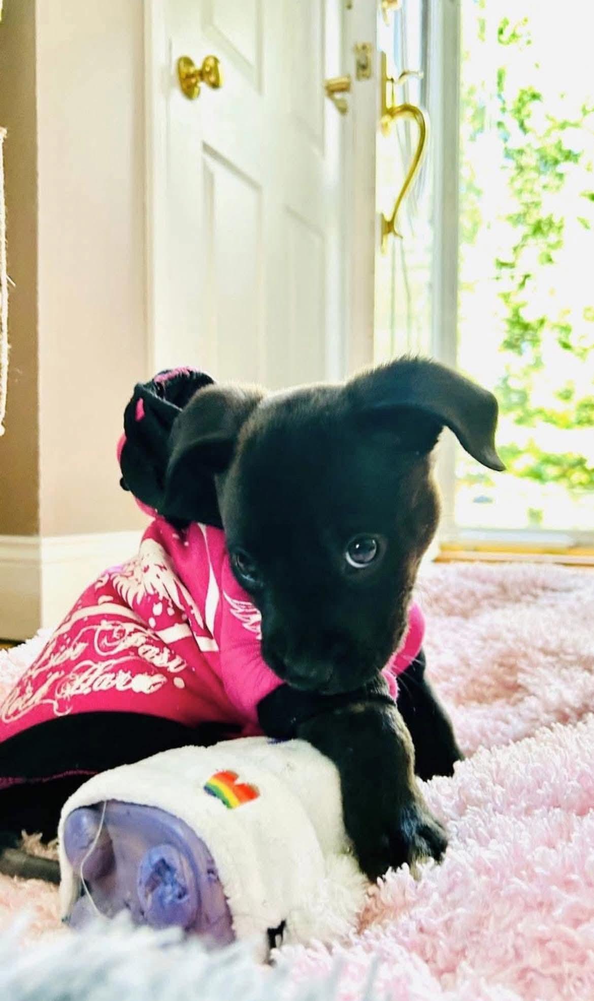 Enlarge Sweet Pea, a Adopted mixed breed in White Lake, MI image 2/4