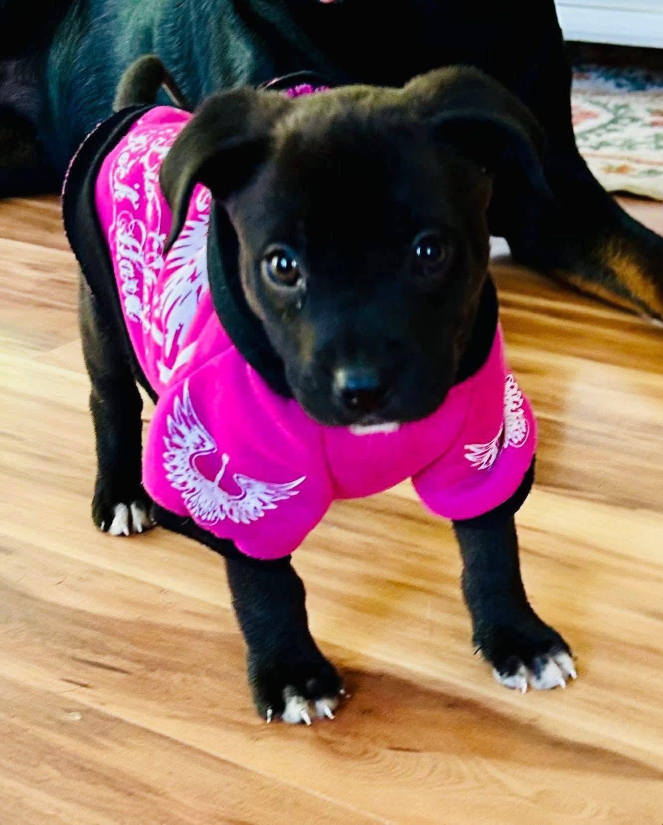 Enlarge Sweet Pea, a Adopted mixed breed in White Lake, MI image 3/4