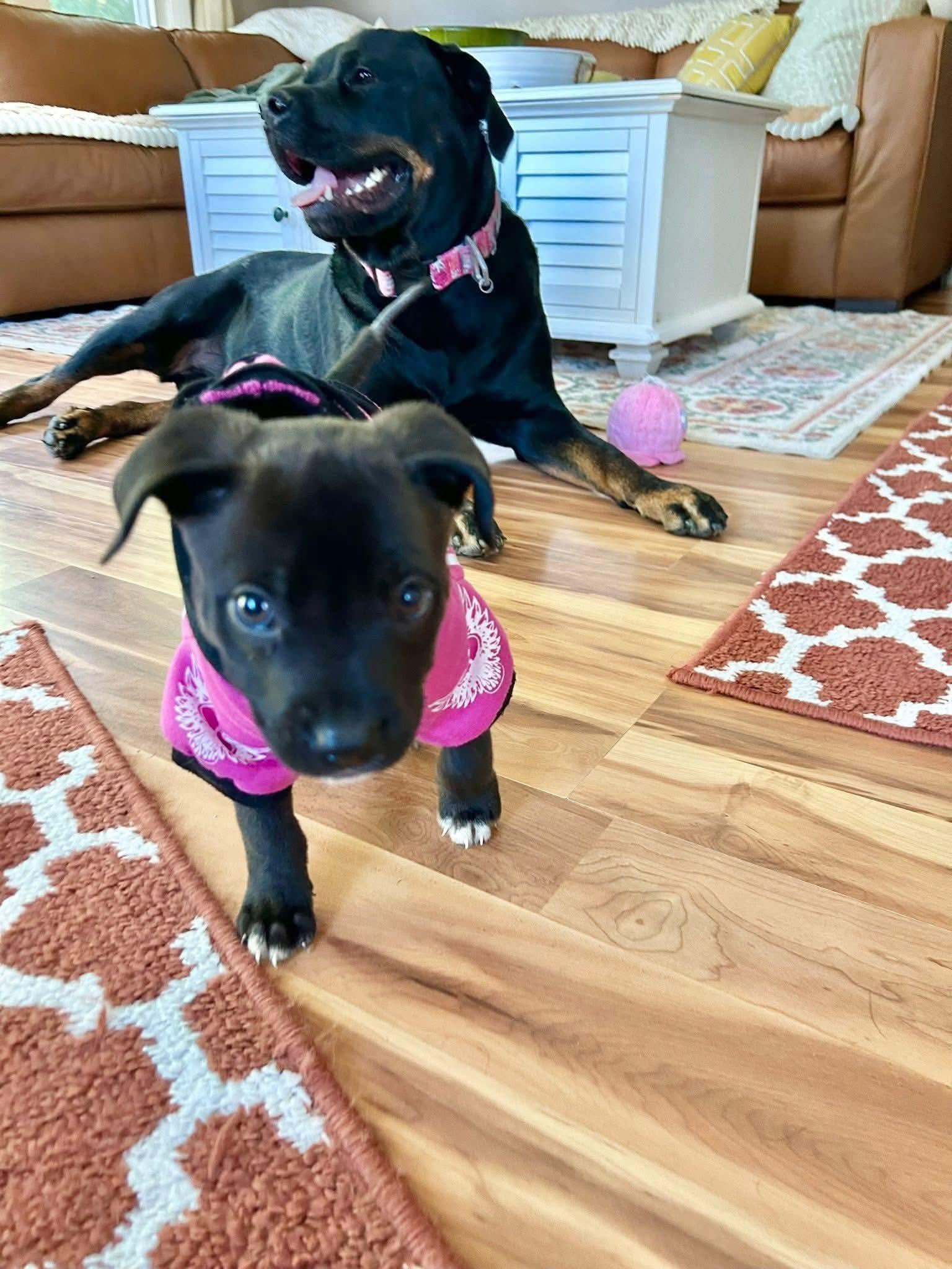 Enlarge Sweet Pea, a Adopted mixed breed in White Lake, MI image 4/4