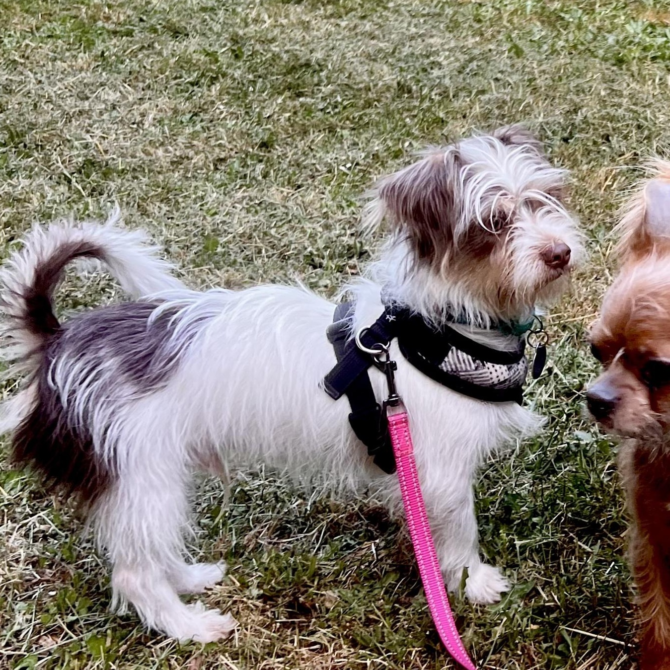 Malakai-Local happy-go-lucky Shih Tzu mix puppy!