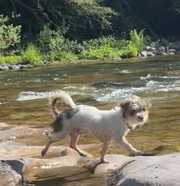 Malakai-Local fun loving Shih Tzu Mix Puppy photo 3