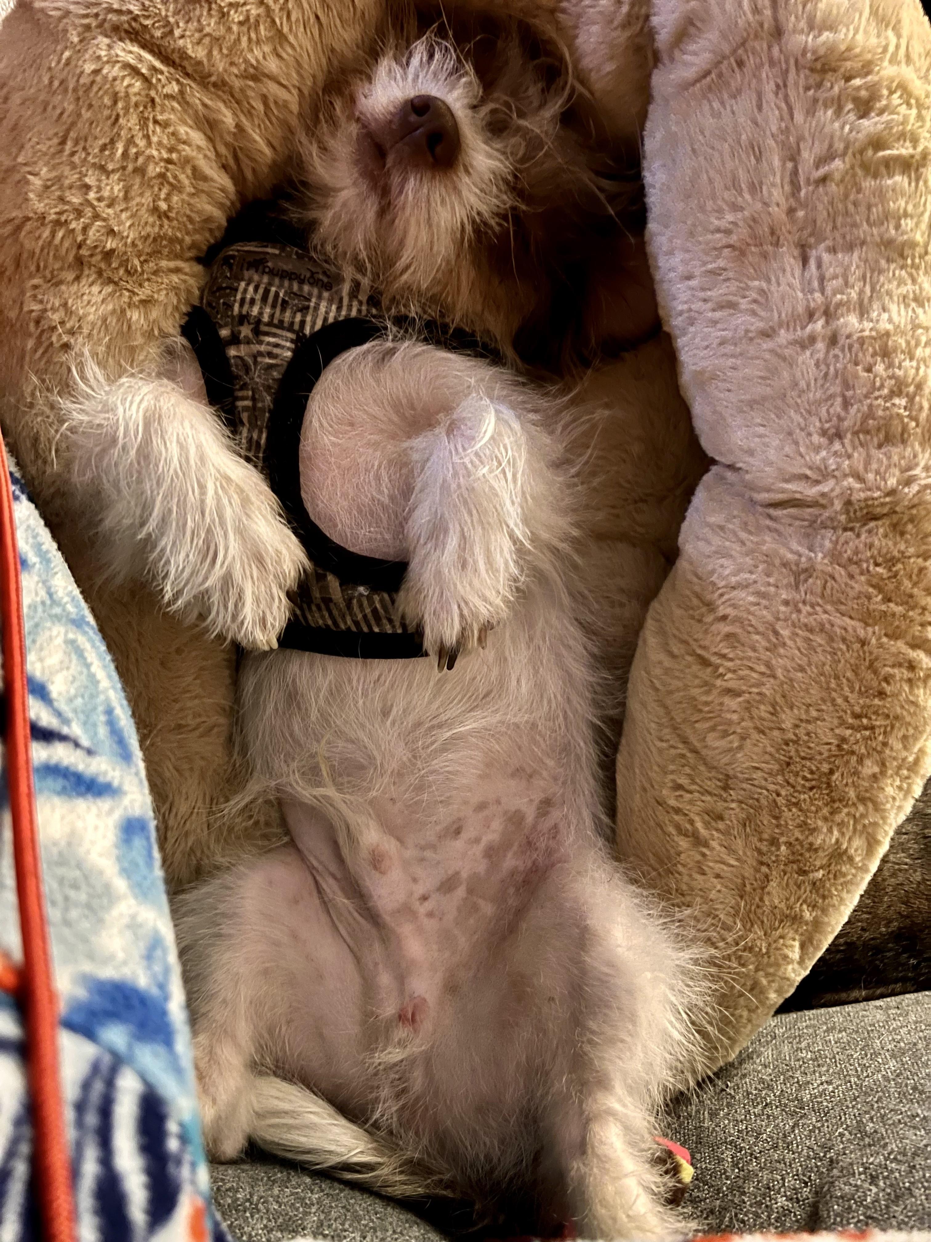 Malakai-Local fun loving Shih Tzu Mix Puppy photo 5