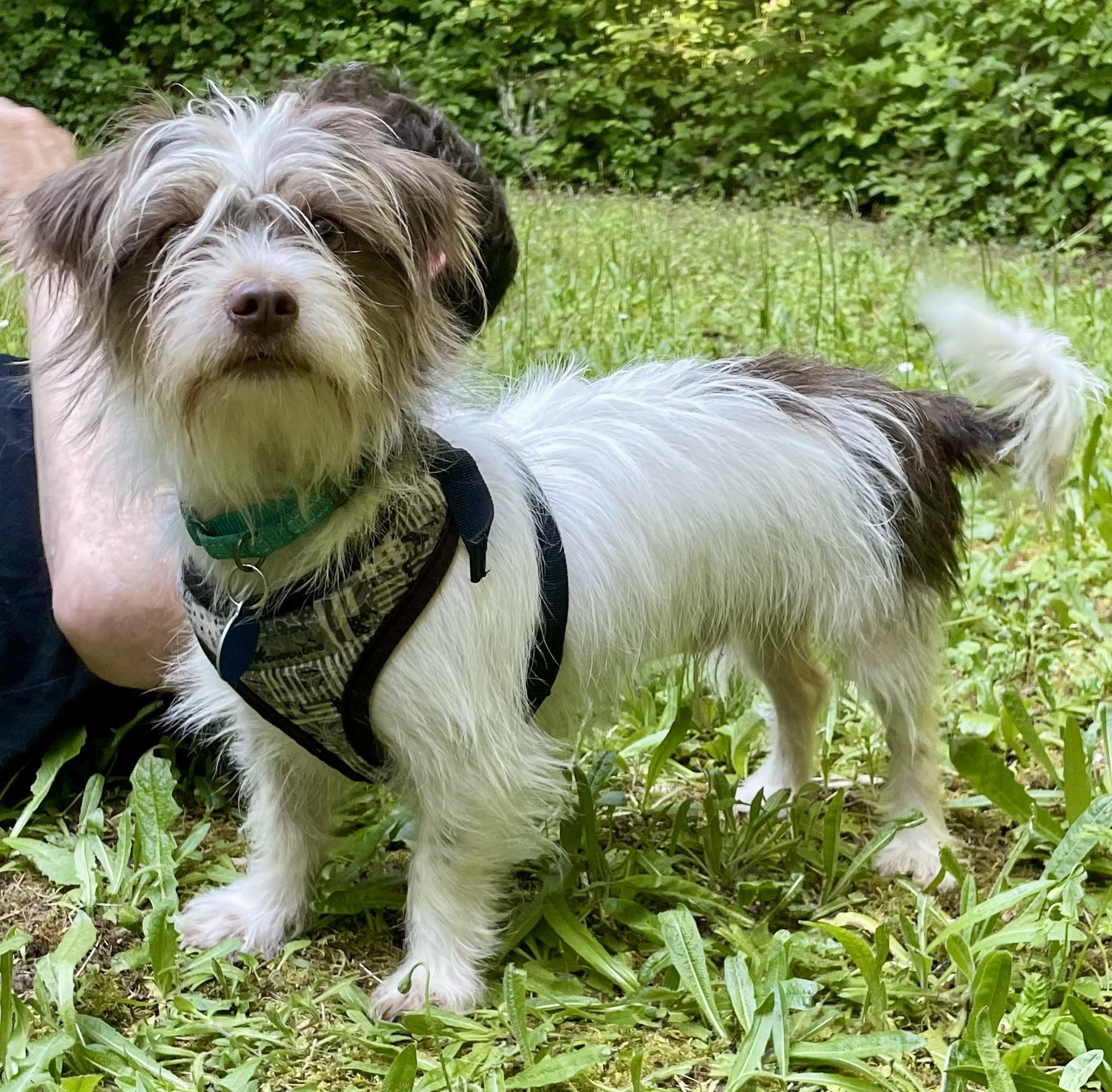 Malakai-Local Shih Tzu Mix Puppy, Lower price, Young Male unknown