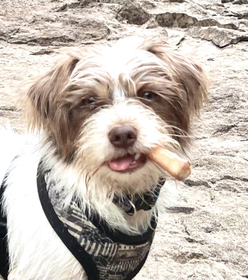 Malakai-Local fun loving Shih Tzu Mix Puppy photo 2