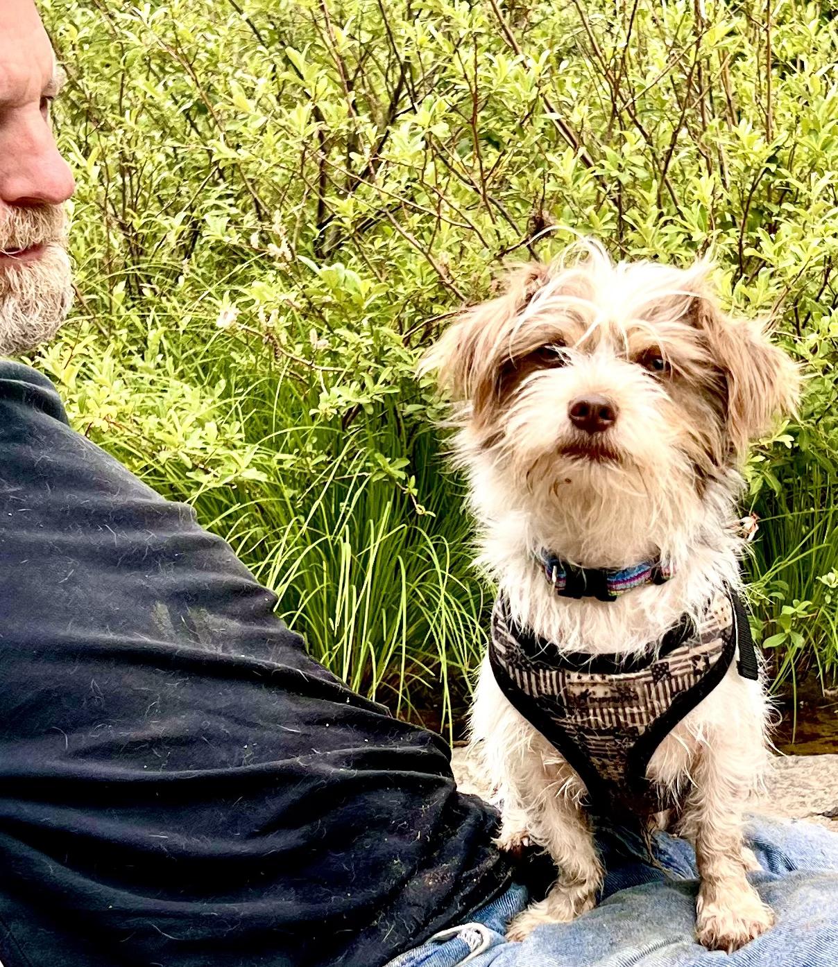 Malakai-Local fun loving Shih Tzu Mix Puppy photo 4