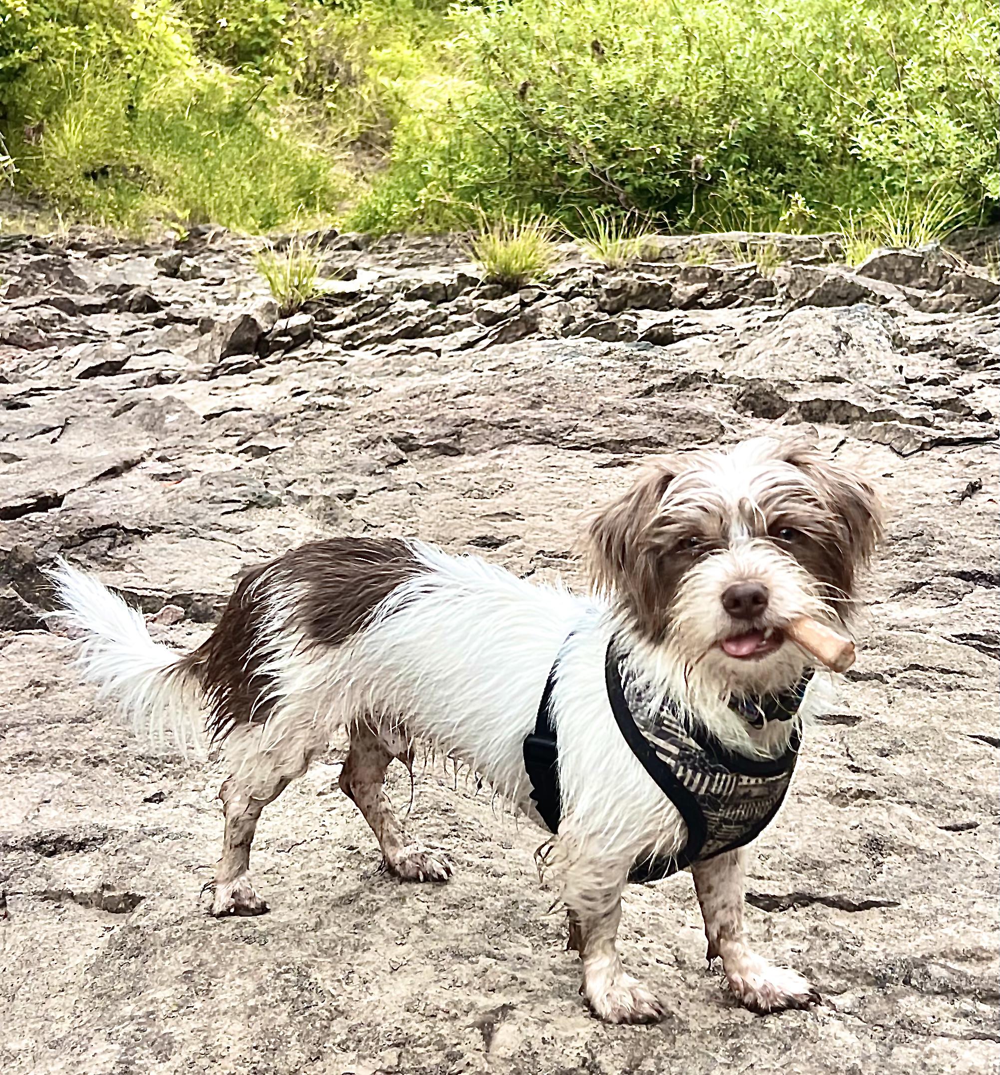 Malakai-Local fun loving Shih Tzu Mix Puppy