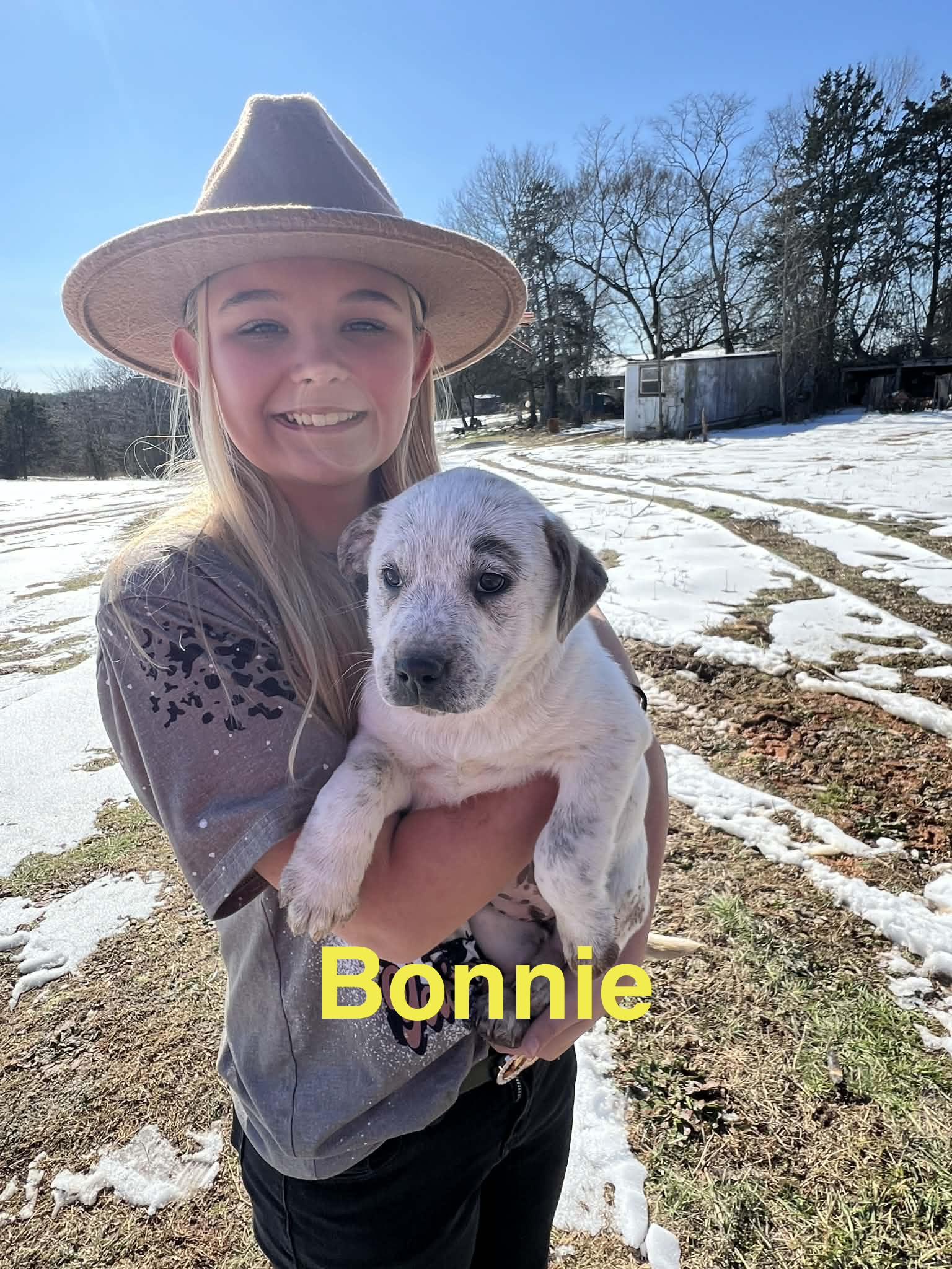 Enlarge Bonnie, a Adoptable mixed breed in Whiting, NJ image 1/1