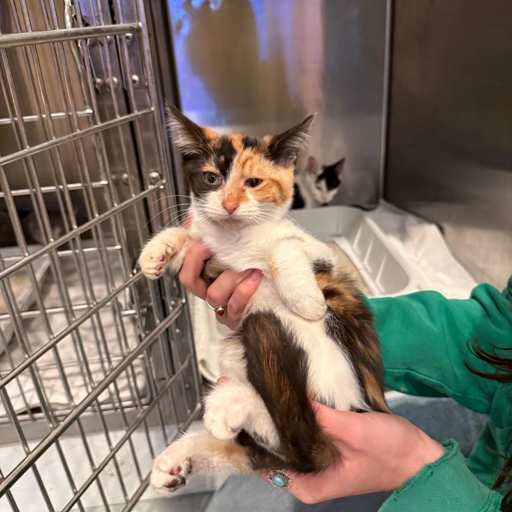 Enlarge Silvia, a Adoptable Domestic Short Hair in Bend, OR image 1/1
