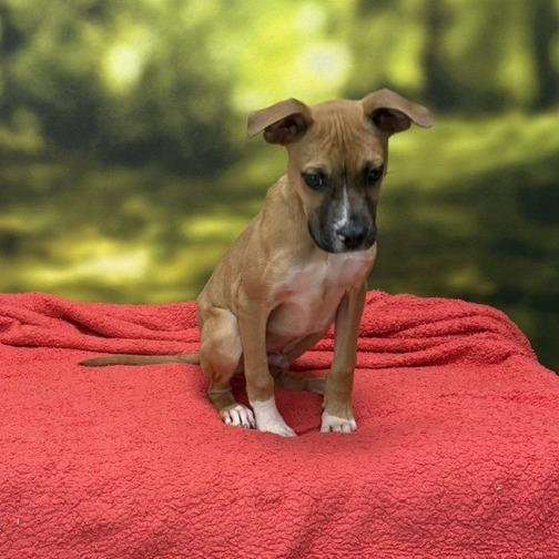Beau, Adoptable, Young Male Mixed Breed.