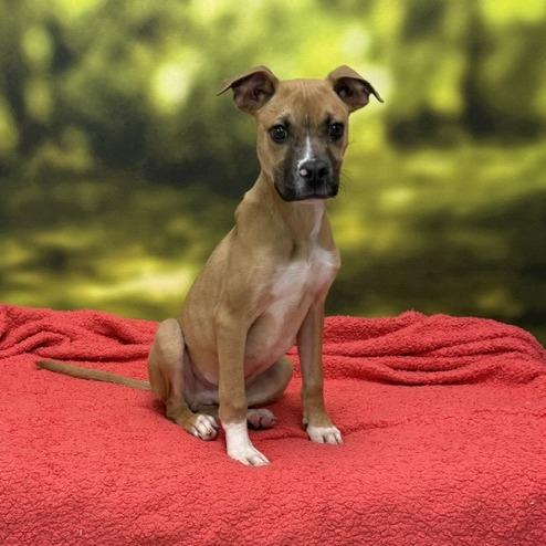 Enlarge Beau, a Adoptable Mixed Breed in Auburn, NH image 2/3