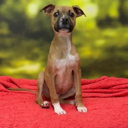 Enlarge Beau, a Adoptable Mixed Breed in Auburn, NH image 3/3