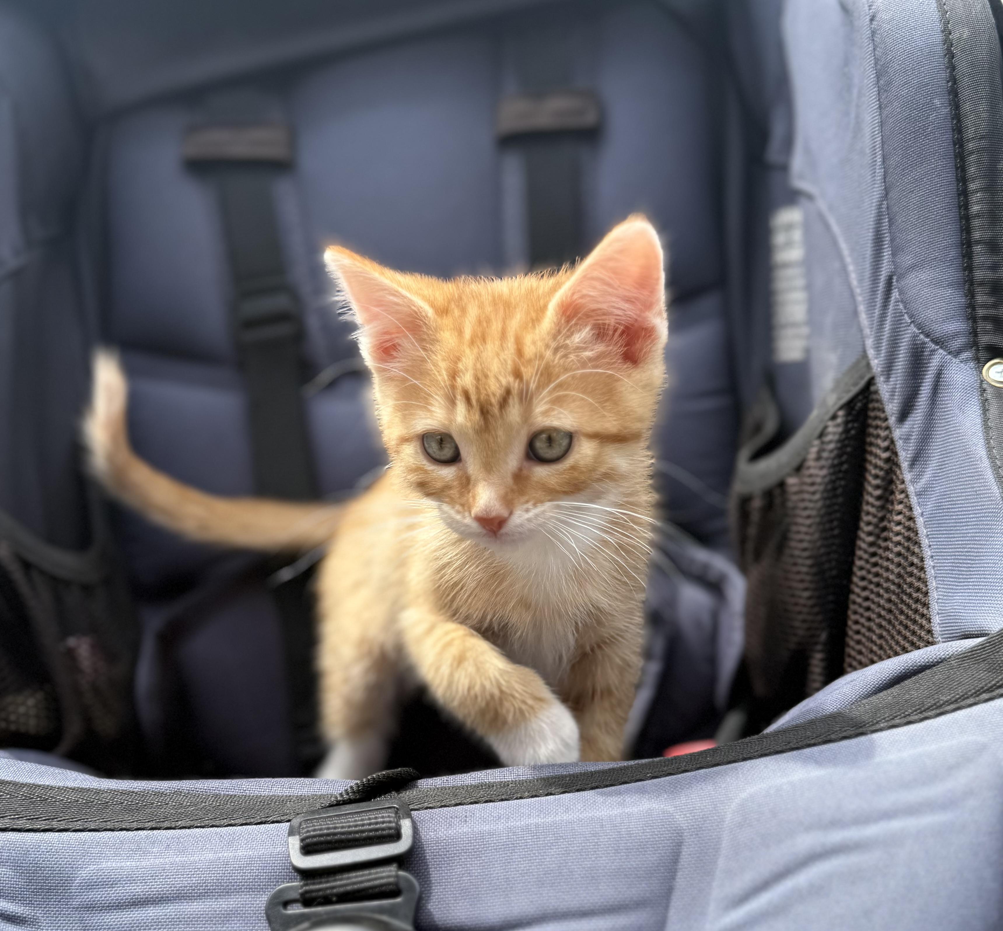 Enlarge Thomas, a ADOPTABLE Domestic Short Hair in St. Paul, MN image 1/1