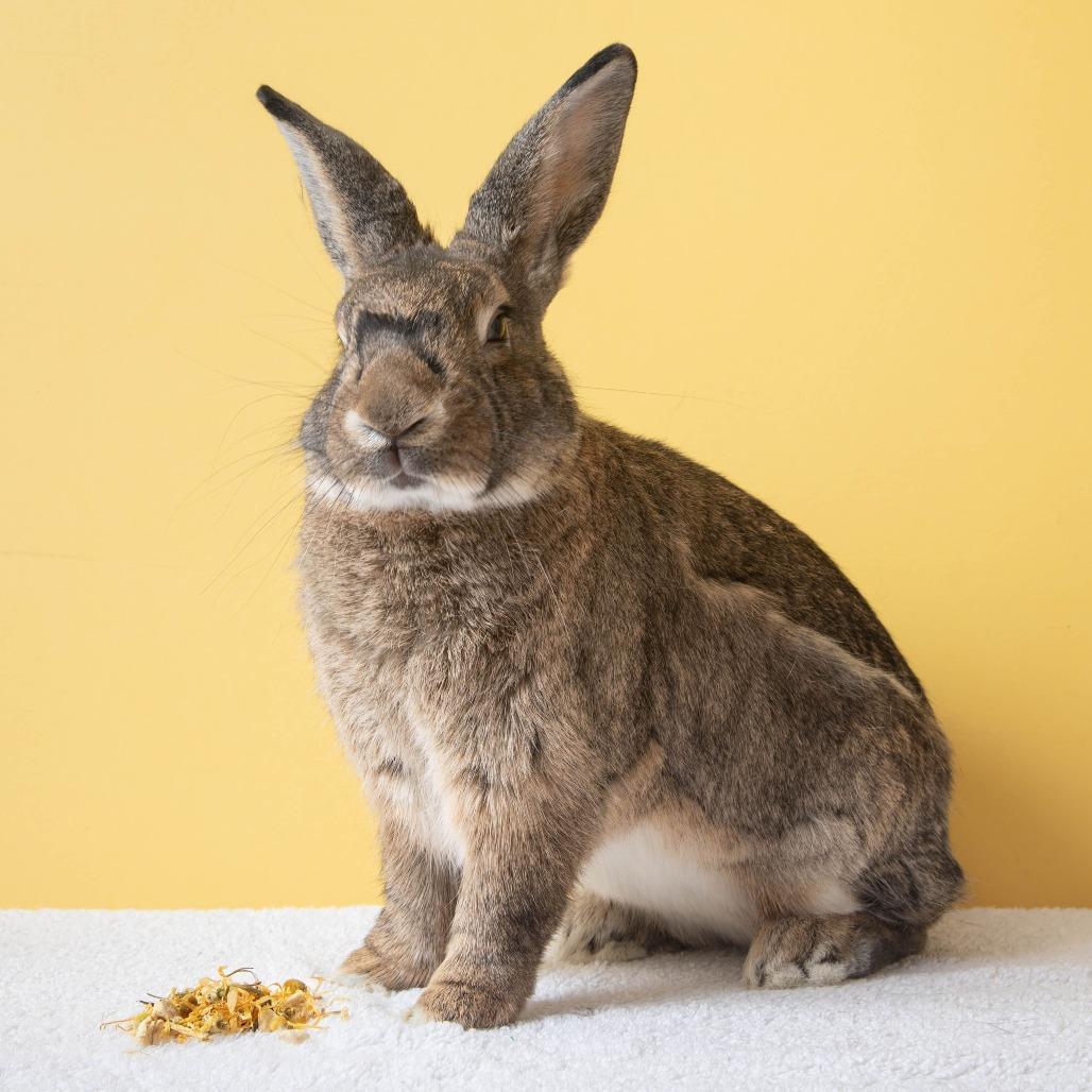 Otter Pop, a Adoptable Bunny Rabbit in Richmond, CA image 1/6