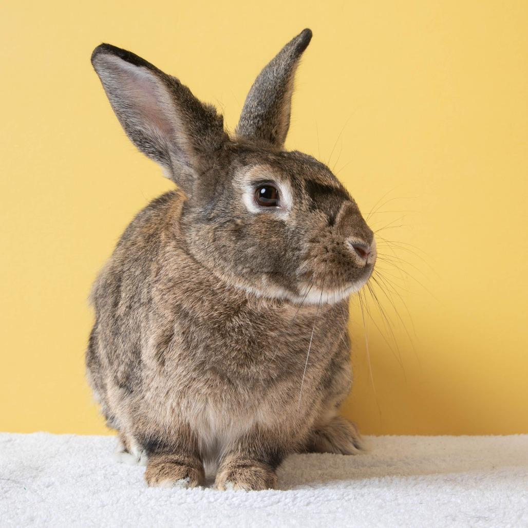 Otter Pop, a Adoptable Bunny Rabbit in Richmond, CA image 2/6
