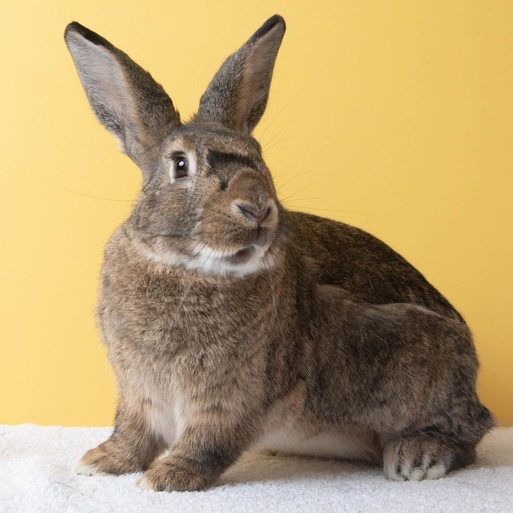 Otter Pop, a Adoptable Bunny Rabbit in Richmond, CA image 3/6