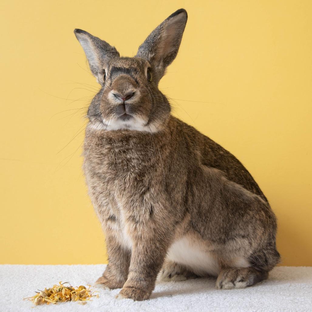 Otter Pop, a Adoptable Bunny Rabbit in Richmond, CA image 4/6