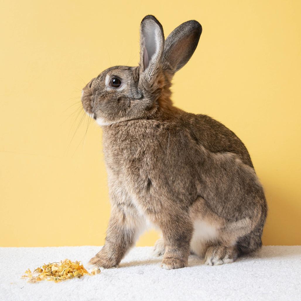 Otter Pop, a Adoptable Bunny Rabbit in Richmond, CA image 5/6