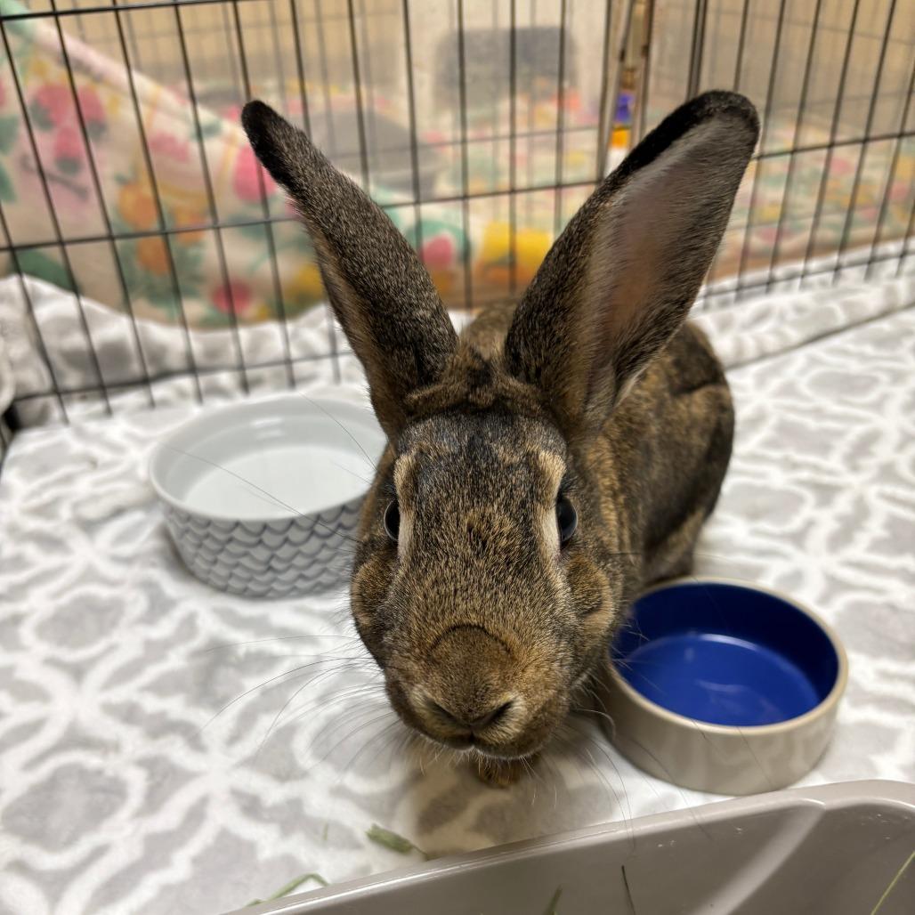 Otter Pop, a Adoptable Bunny Rabbit in Richmond, CA image 6/6