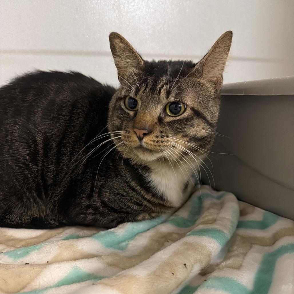 Captain, Adoptable, Adult Male American Shorthair.