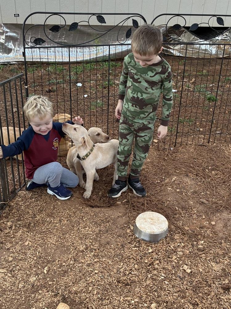 Enlarge Armia / Rowdy, a Adoptable mixed breed in Broomfield, CO image 4/6