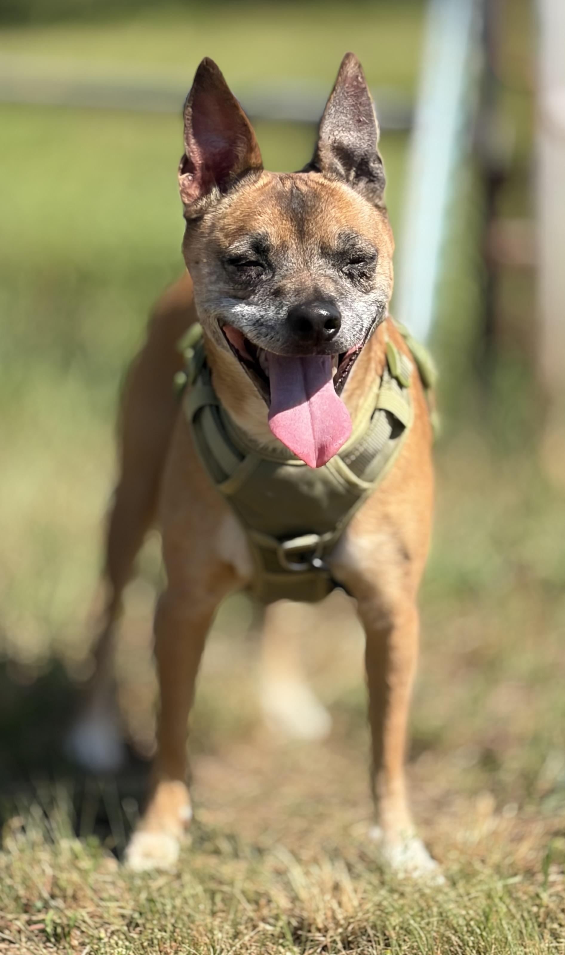 Cheese, a ADOPTABLE mixed breed in Warrenton, VA image 3/6