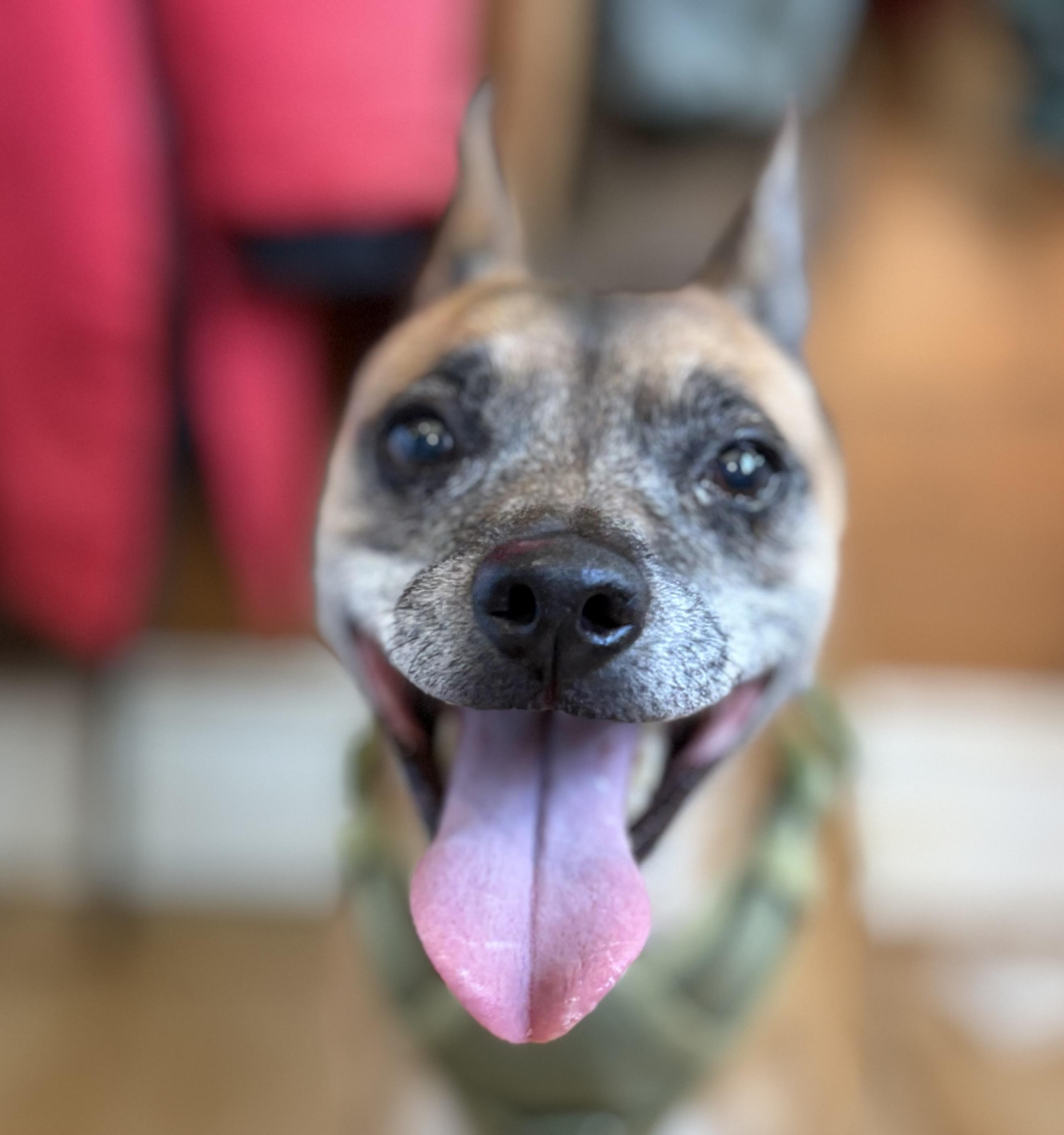 Cheese, a ADOPTABLE mixed breed in Warrenton, VA image 6/6