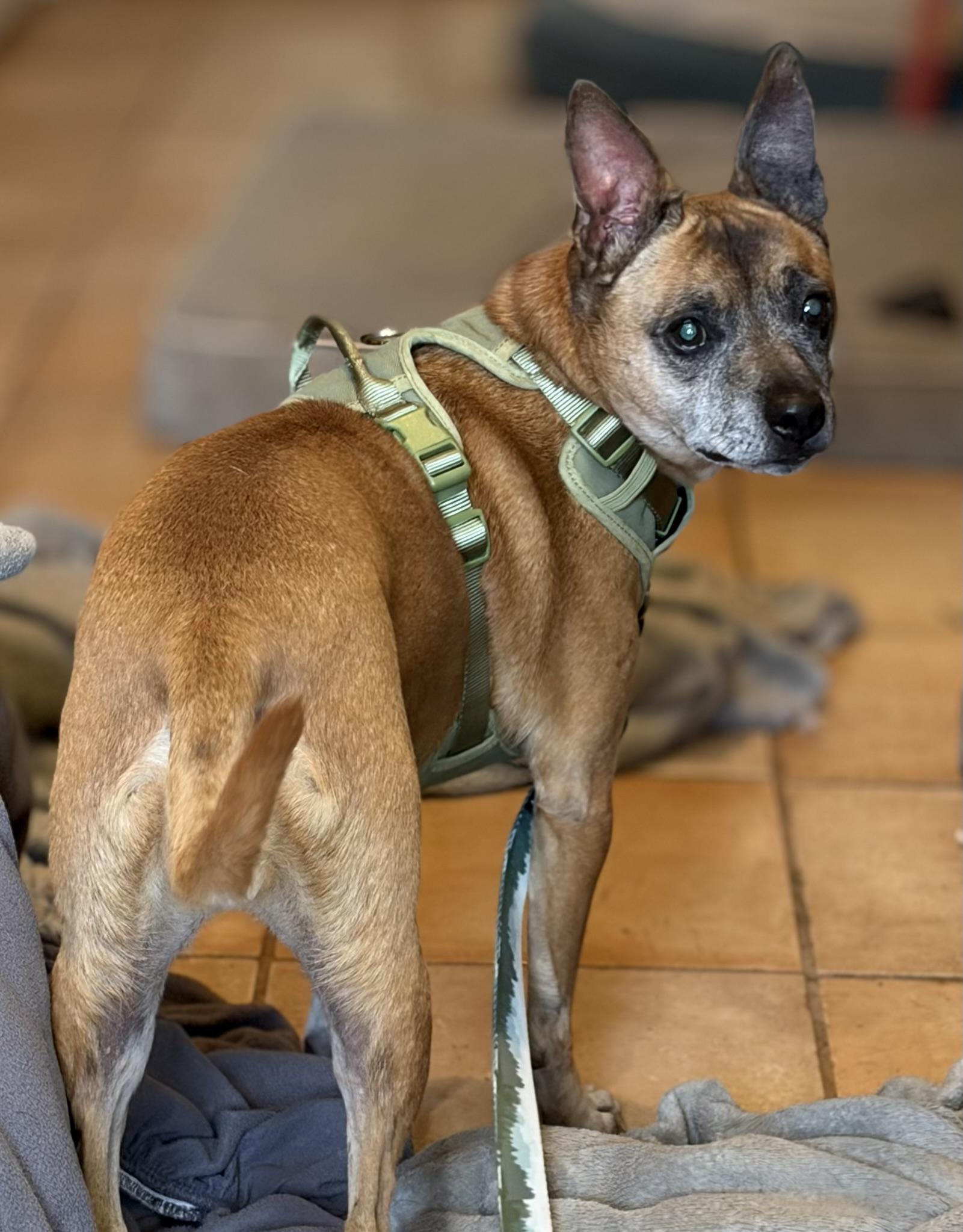 Cheese, a ADOPTABLE mixed breed in Warrenton, VA image 5/6