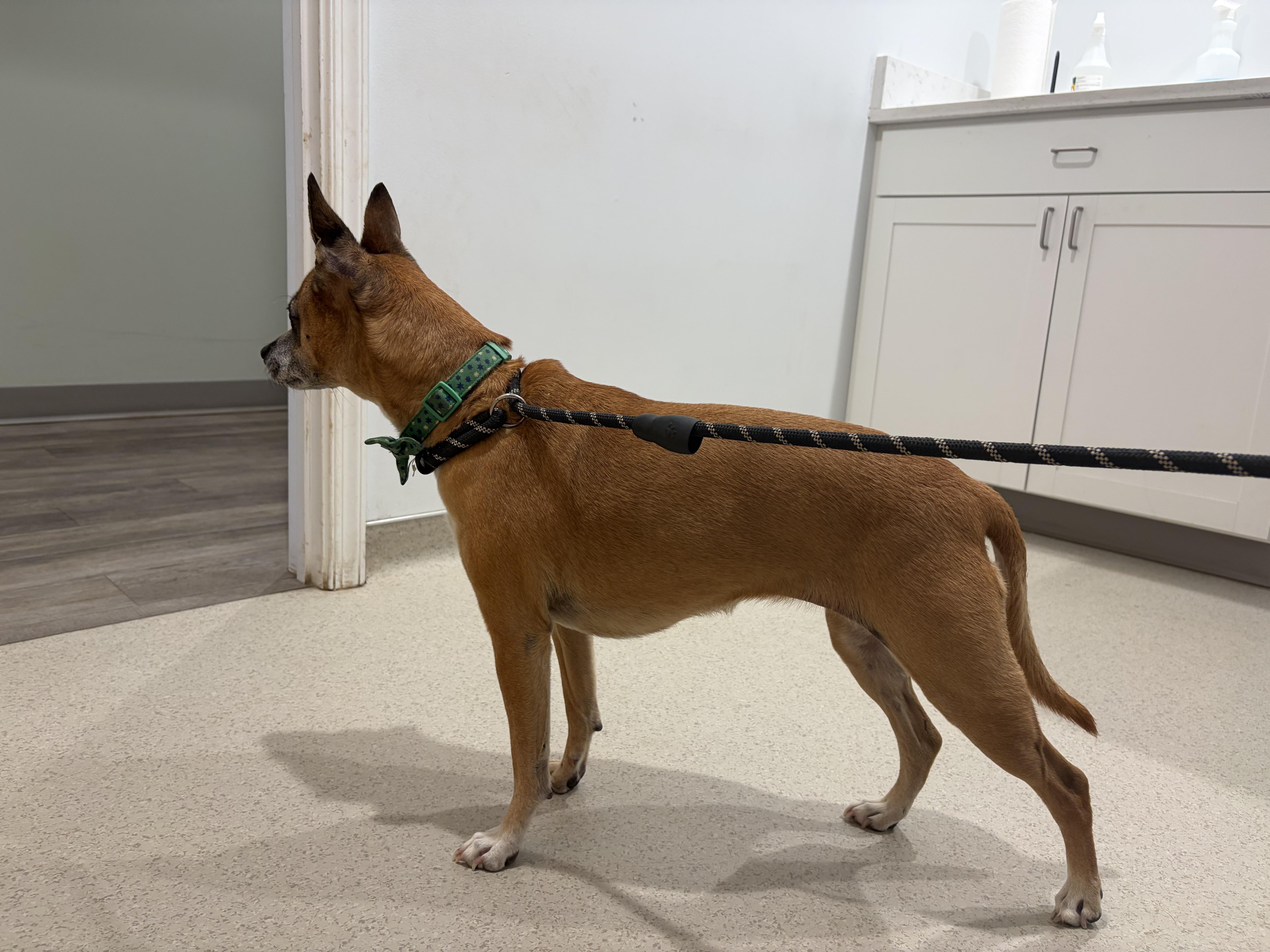 Cheese, a ADOPTABLE mixed breed in Warrenton, VA image 2/6