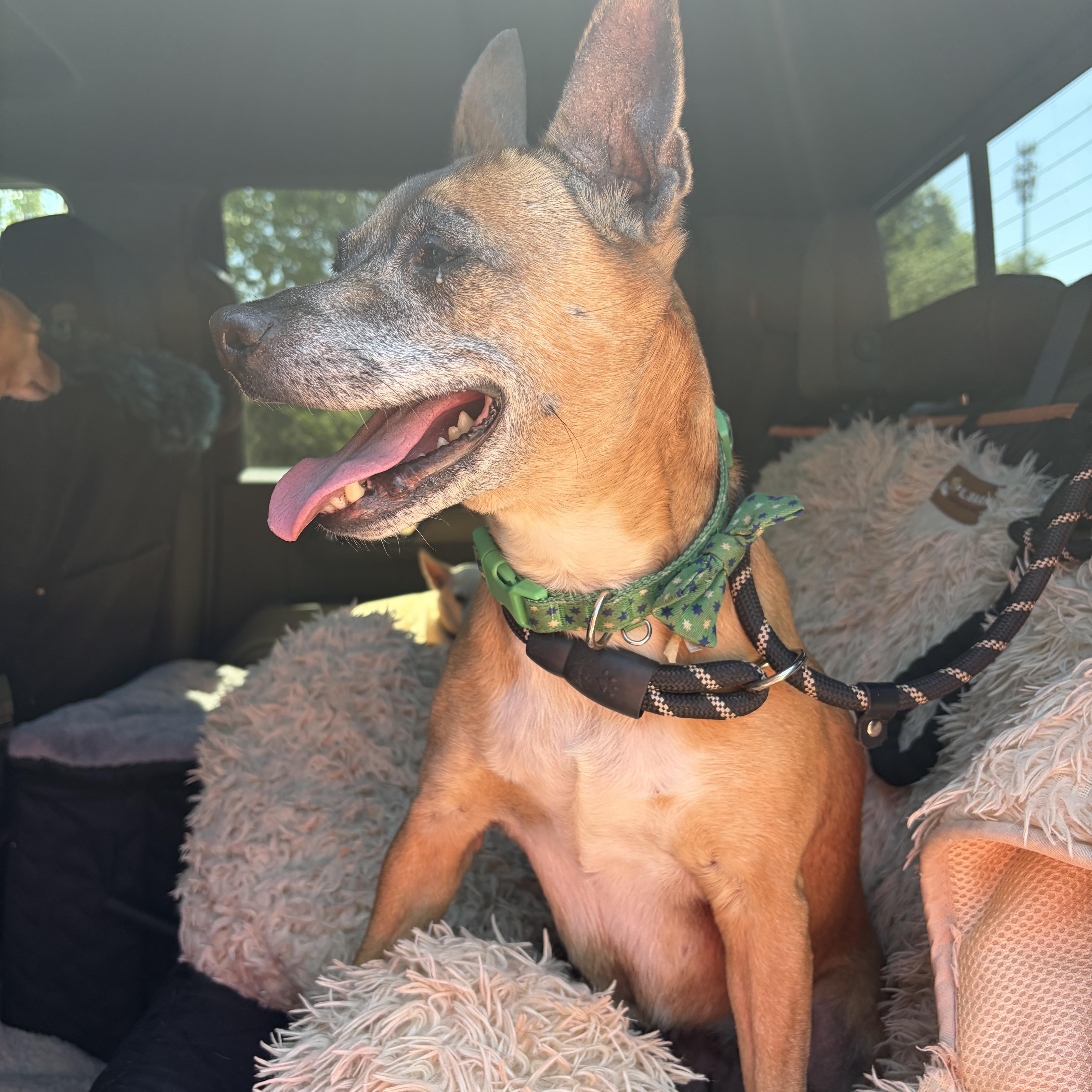 Cheese, ADOPTABLE, Adult Female Chihuahua & Australian Cattle Dog / Blue Heeler.