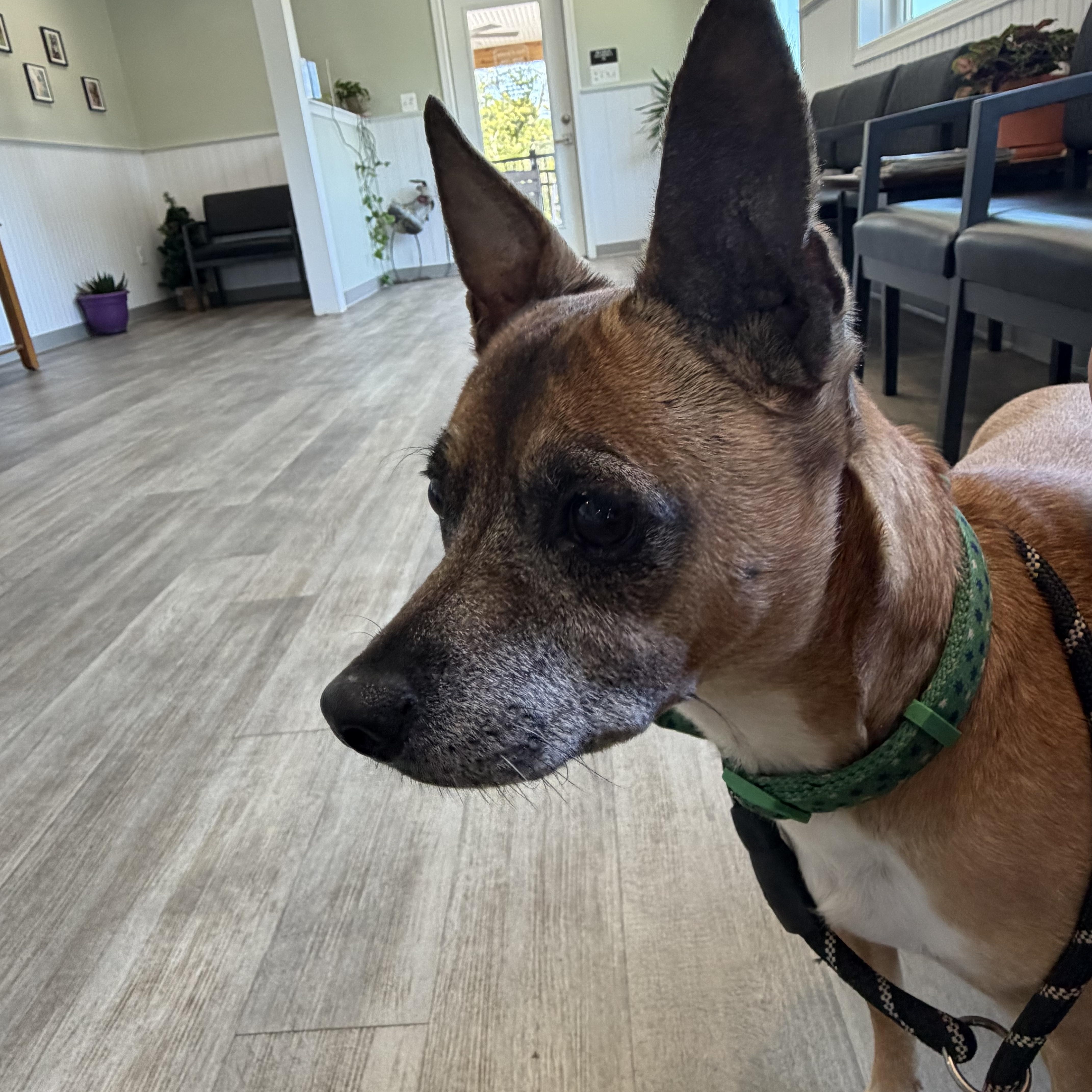 Cheese, a ADOPTABLE mixed breed in Warrenton, VA image 4/6