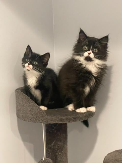 Dolly and Violet, Adopted, Kitten Female Domestic Long Hair & Maine Coon.
