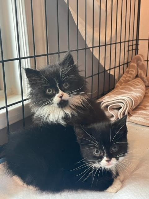 Dolly and Violet, a Adopted mixed breed in Westfield, NJ image 2/4