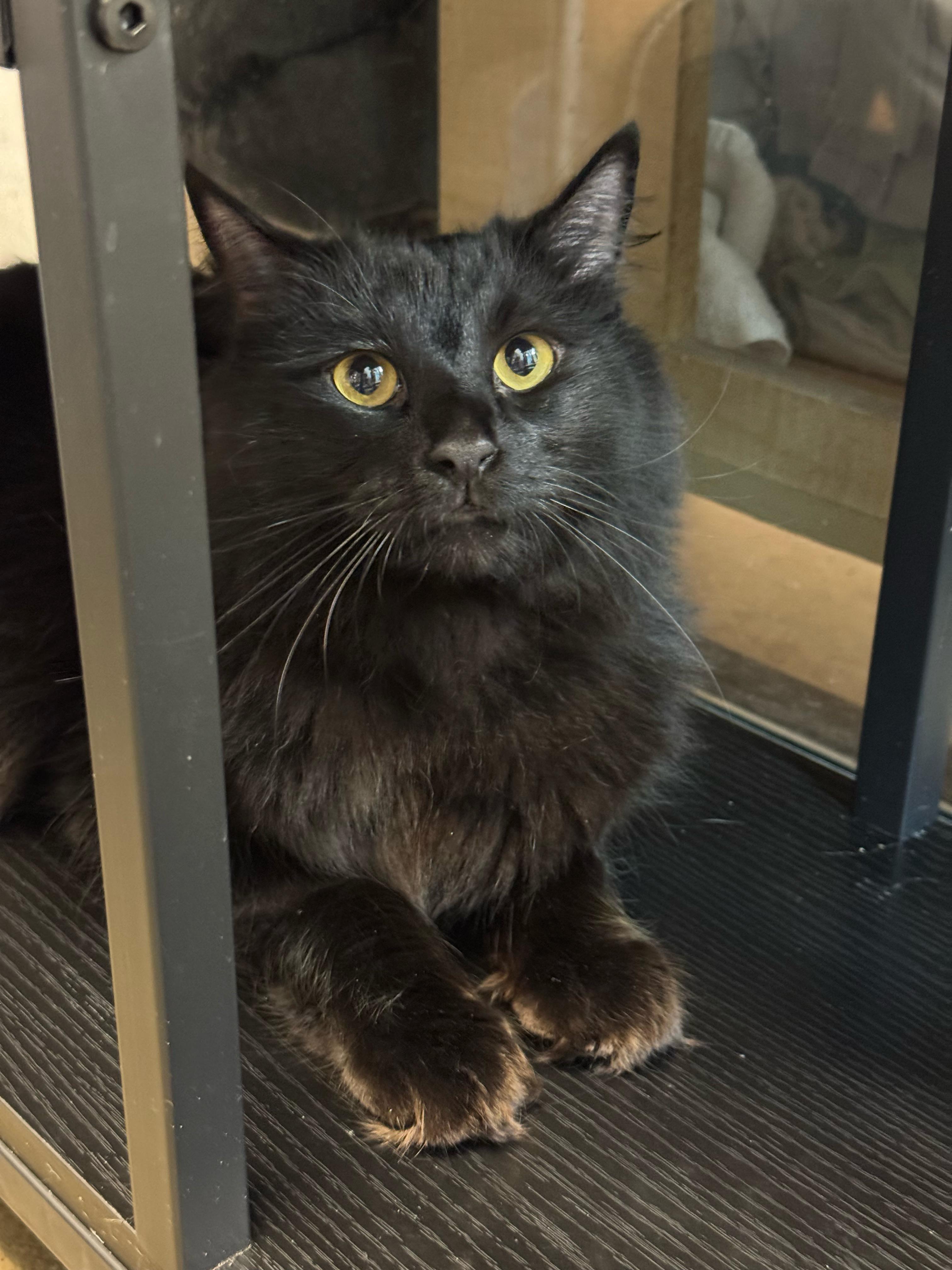 Levi, ADOPTABLE, Adult Male Bombay & Domestic Long Hair.