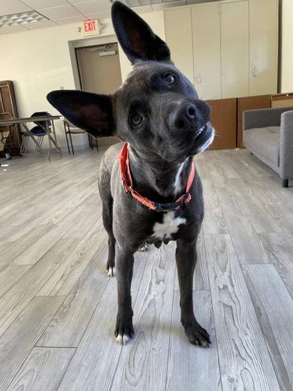 Kitty, a Adoptable mixed breed in South Bend, IN image 1/3