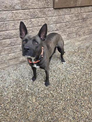 Kitty, a Adoptable mixed breed in South Bend, IN image 2/3