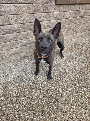 Kitty, a Adoptable mixed breed in South Bend, IN image 3/3