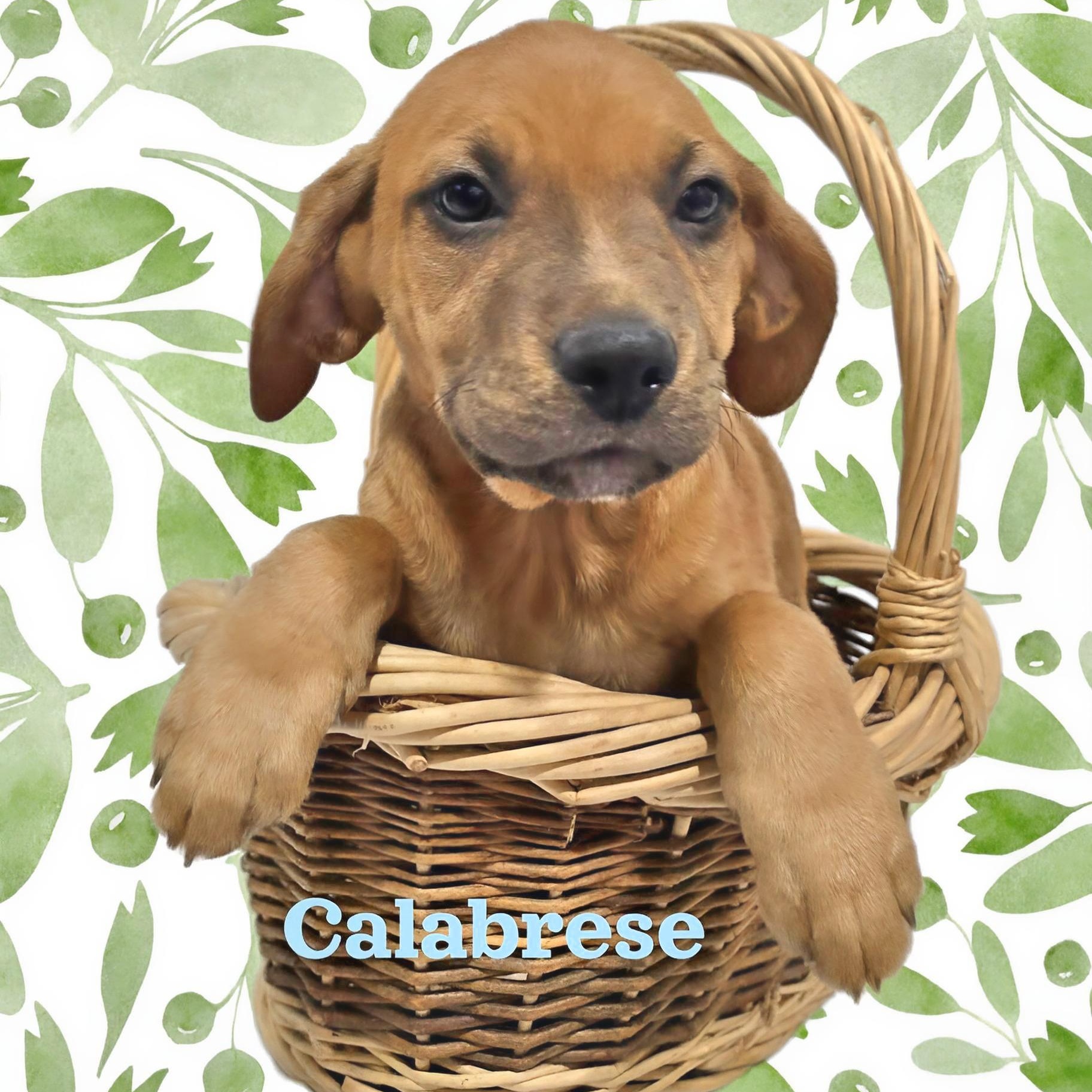 Calabrese , ADOPTABLE, Puppy Male Mixed Breed.