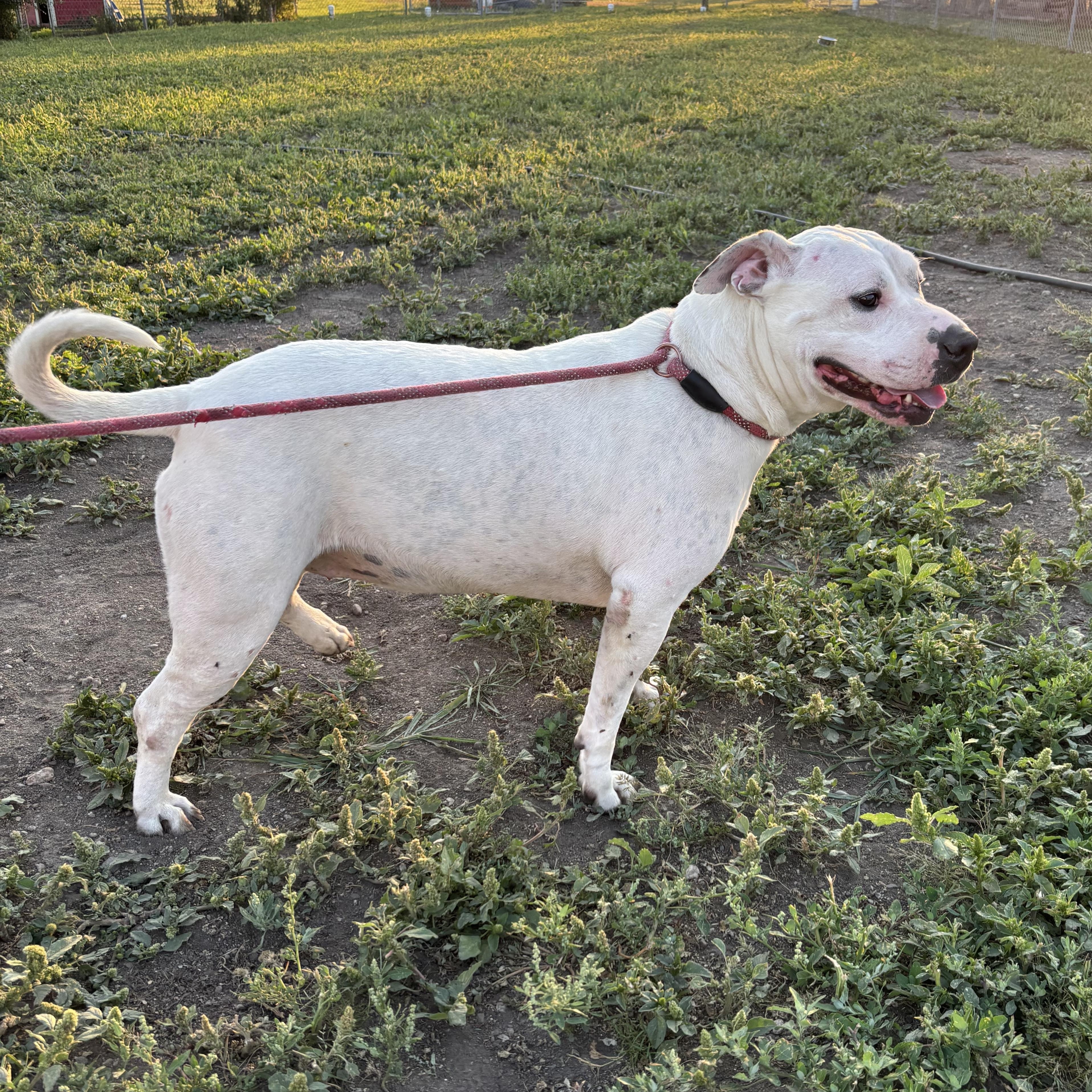 Enlarge Tulip, a Adoptable mixed breed in Jamestown, ND image 4/6