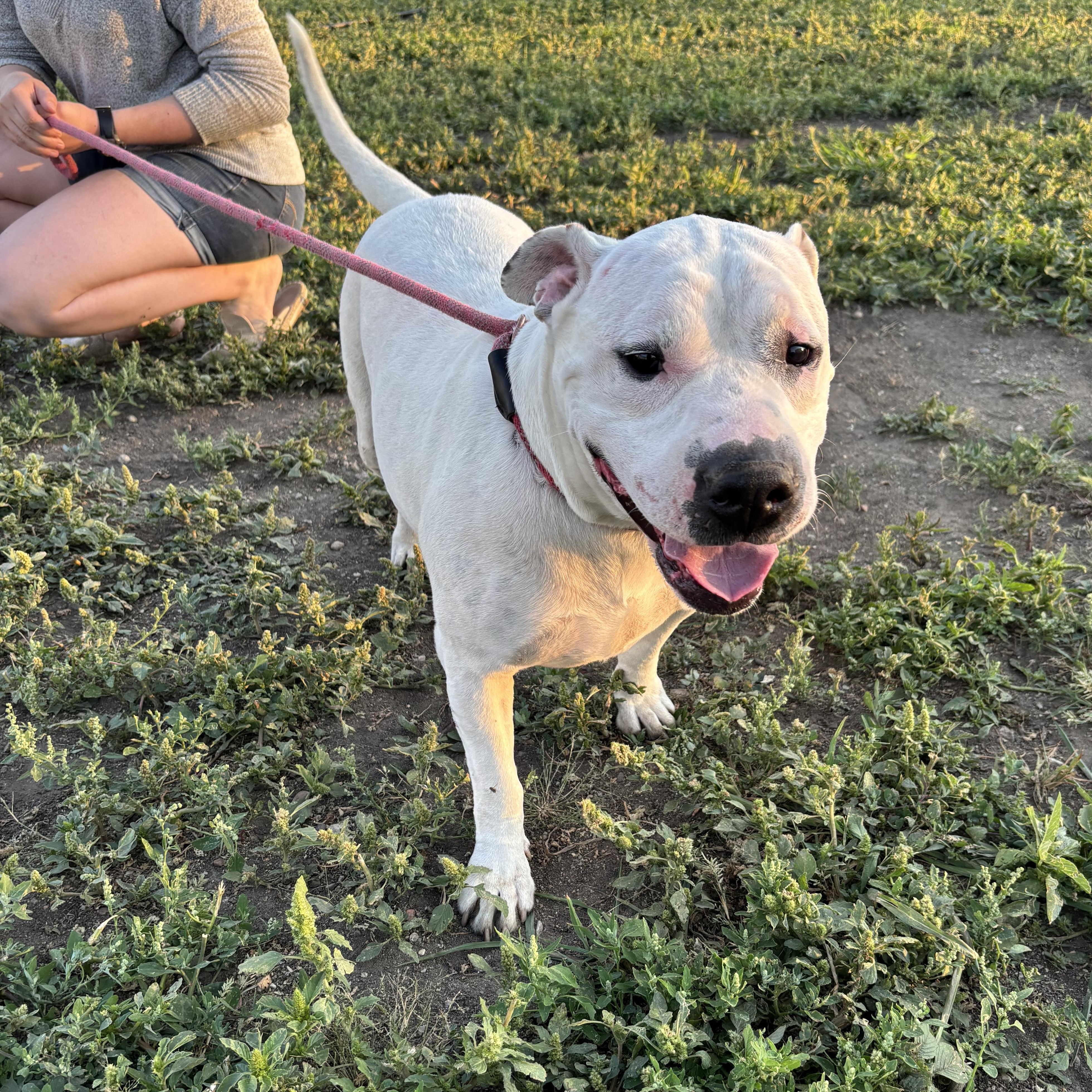 Enlarge Tulip, a Adoptable mixed breed in Jamestown, ND image 2/6