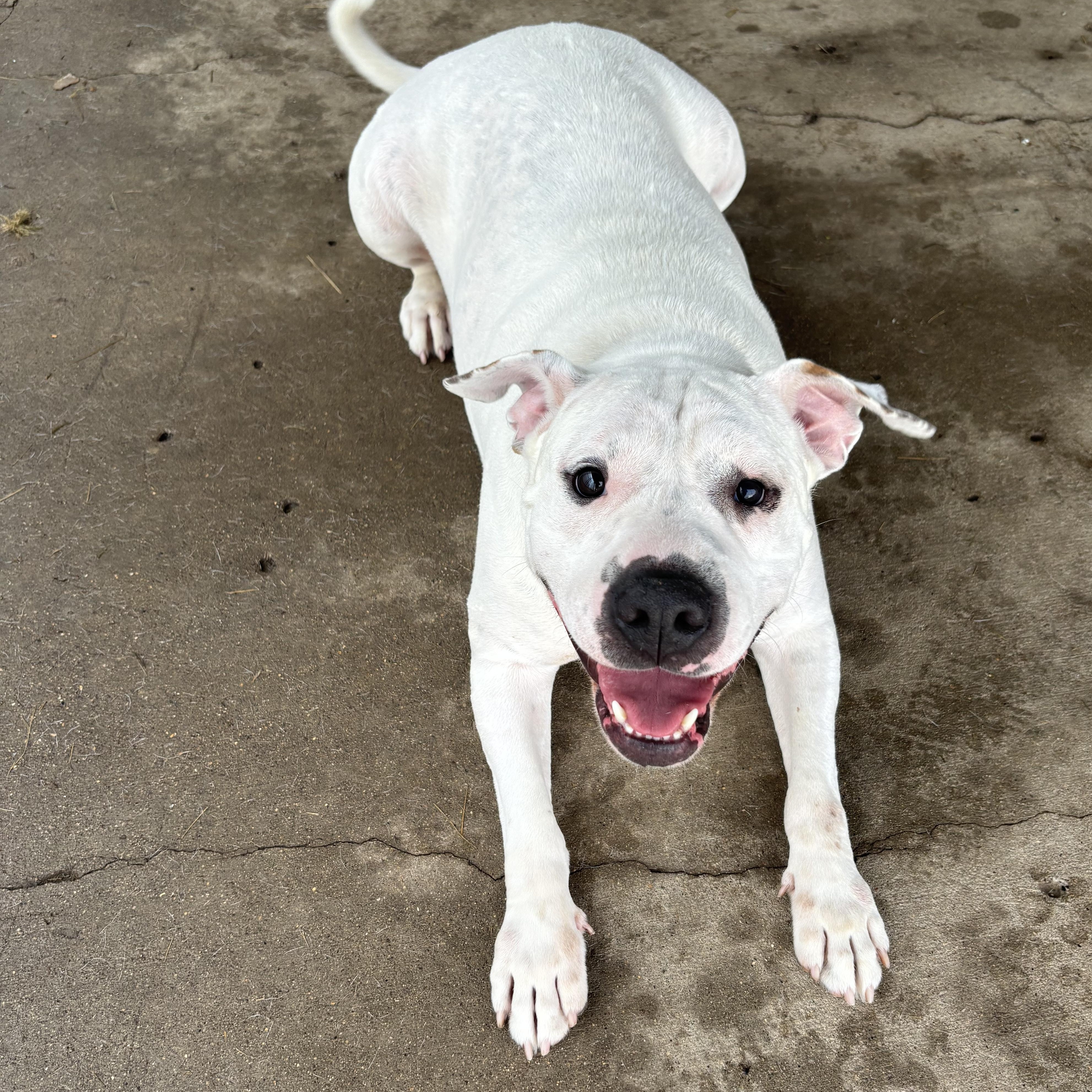 Tulip, a Adoptable mixed breed in Jamestown, ND image 1/5