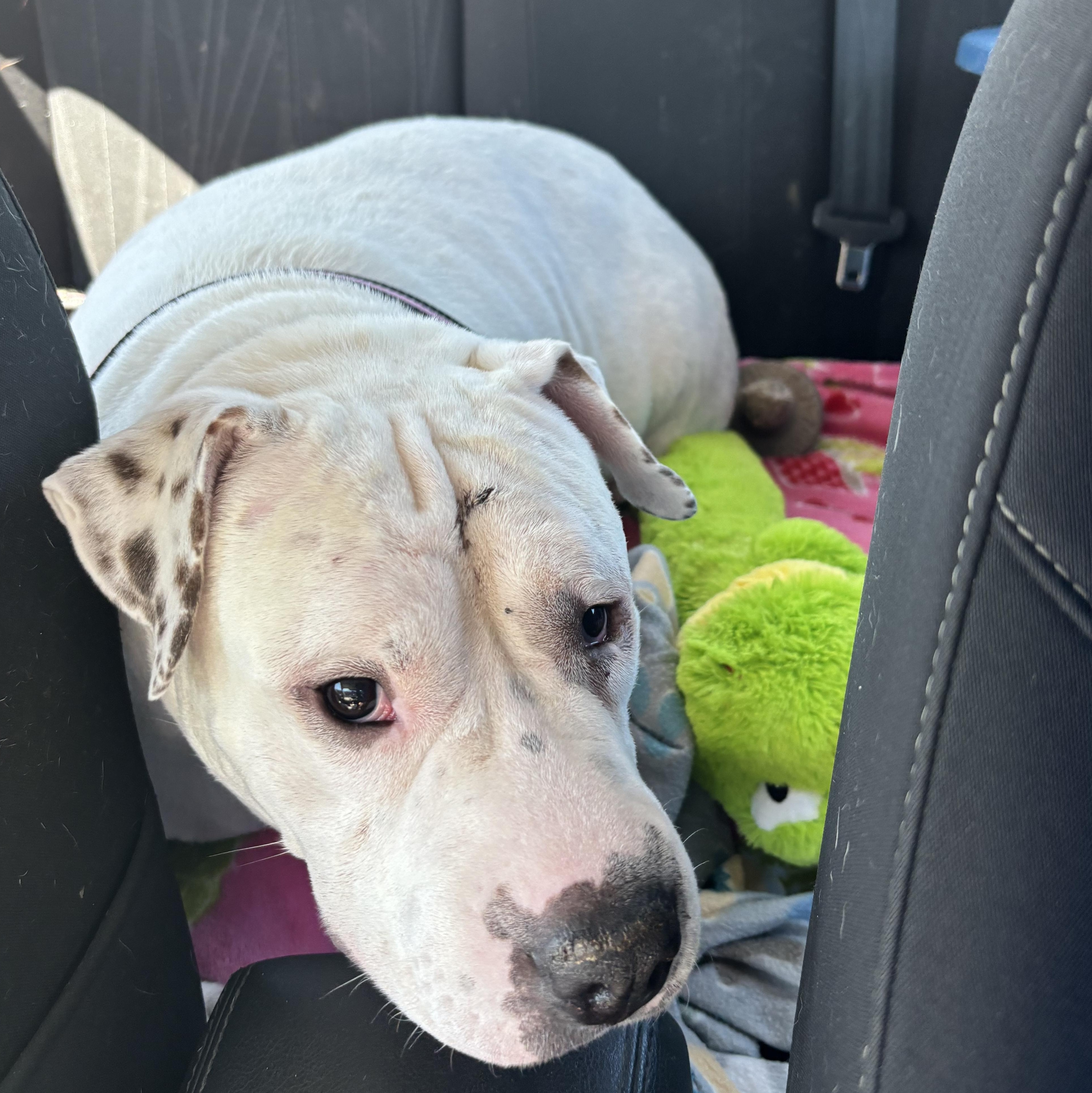 Tulip, an adoptable American Bulldog, Boxer in Jamestown, ND, 58402 | Photo Image 2